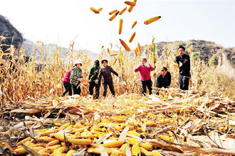平遥段村镇横坡村集中收割玉米